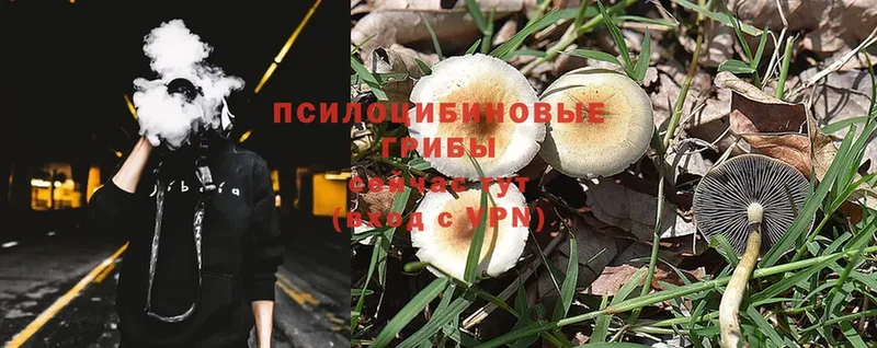 Псилоцибиновые грибы MAGIC MUSHROOMS  что такое   Валдай 